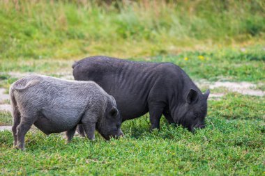 Vietnam çömlek göbekli domuzu çayırda
