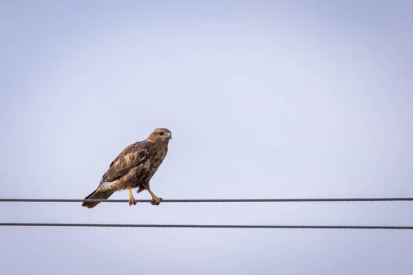 Běžné Káně Nebo Buteo Buteo Posazený Drát — Stock fotografie