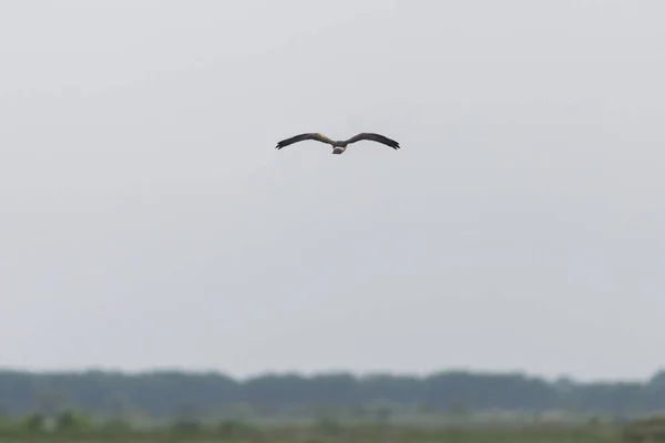 Female hen harrier bird or Circus cyaneus flying in sky.