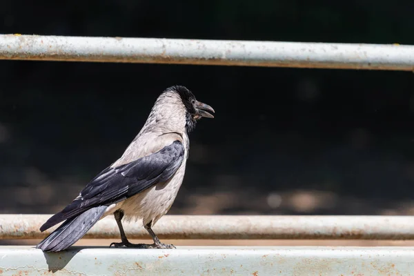 Cuervo Gris Parque Ciudad Especies Avanzadas Animales Comensales —  Fotos de Stock