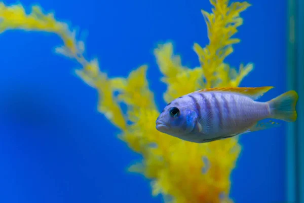 Niedlicher Aquarienfisch Pseudotropheus Zebra Aquarium — Stockfoto