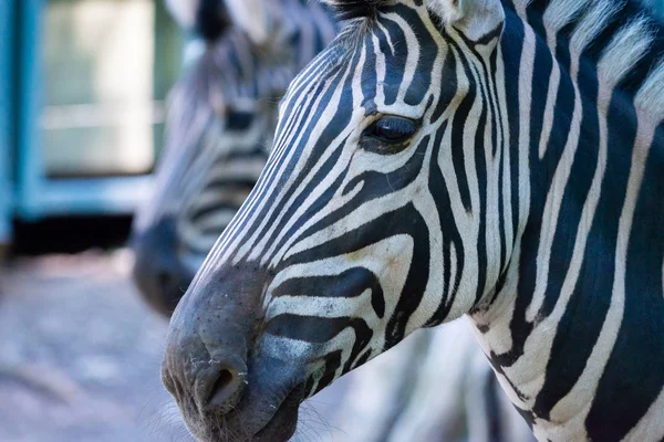 Zebra Chapman, Equus Burchelli Chapmani Hayvanat Bahçesi