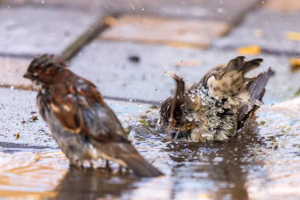 麻雀在正午的炎热中在水坑里游泳 城市鸟类 — 图库照片