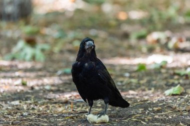 Sonbahar parkında kara kuş. Kuzgun şehir bahçesinin yolunda yürüyor. Karga yiyecek arıyor..