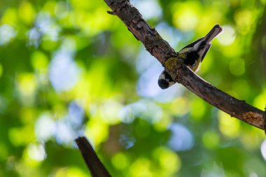 Dikey içindeki yatay, fotoğrafı bir ağaç gövdesi renkli büyük baştankara veya Parus major tünemiş