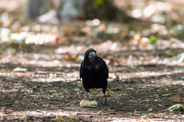 Pájaro Negro Parque Otoño Raven Camina Por Camino Del Jardín —  Fotos de Stock