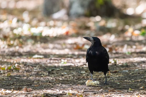 Black bird in autumn park. Raven walks on path of the city garden. Crow is looking for food.