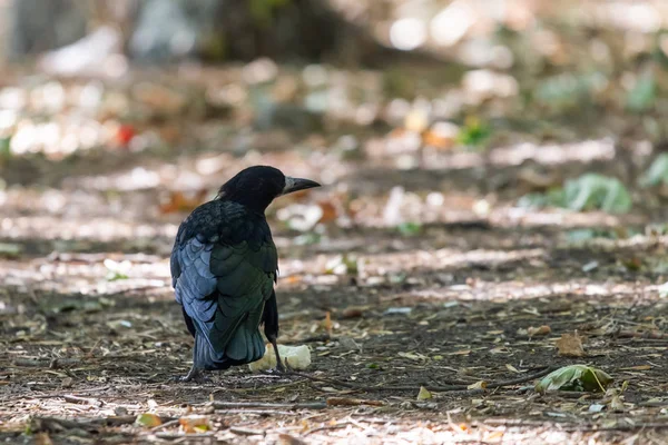 Black Bird Autumn Park Raven Walks Path City Garden Crow — Stock Photo, Image