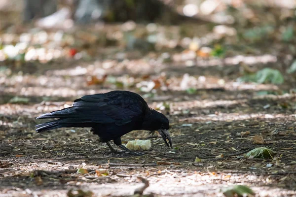 Black Bird Autumn Park Raven Walks Path City Garden Crow — Stock Photo, Image