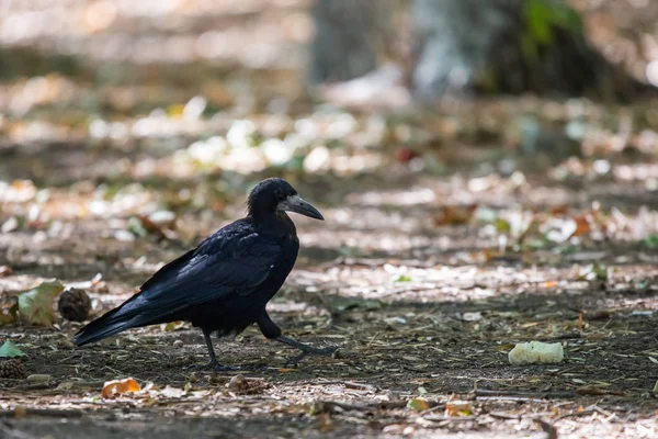 Uccello Nero Nel Parco Autunnale Corvo Cammina Sul Sentiero Del — Foto Stock