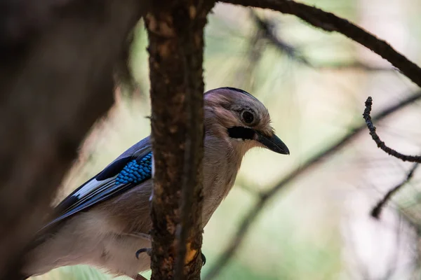 Eurázsiai Jay Vagy Garrulus Glandarius Városligeti Ágon — Stock Fotó