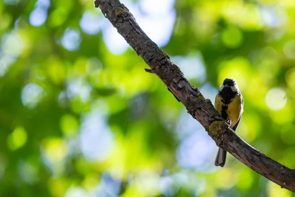 Красочная Большая Синица Parus Major Сидящая Стволе Дерева Сфотографированная Шонтале — стоковое фото