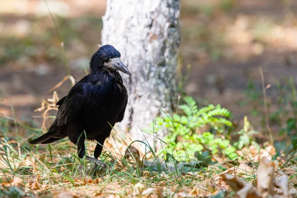 秋の公園の黒い鳥 レイヴンは街の庭の道を歩く カラスは食べ物を探している — ストック写真