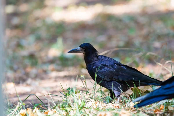 Black Bird Autumn Park Raven Walks Path City Garden Crow — Stock Photo, Image