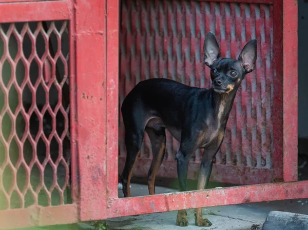 Pequeño Perro Marrón Decorativo Puerta Raza Rusa Juguete Terrier — Foto de Stock
