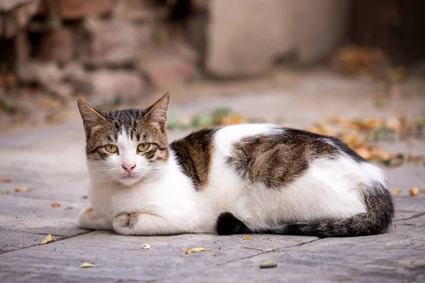 Toulavá Kočka Jako Bezdomovec Venkovní Smutné Domácí Koncept — Stock fotografie