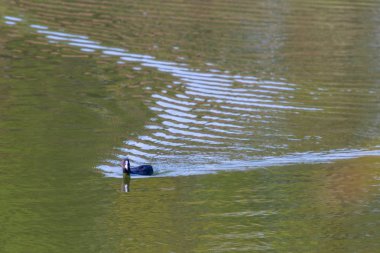 Sakarmeke veya Fulica atra gölde. Yaz manzara.