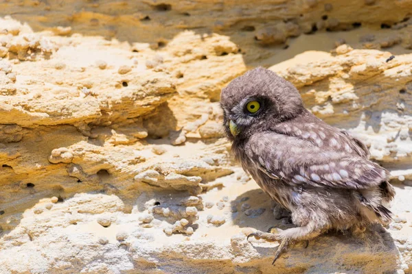 Kleine Uil Athene Noctua Grond Bij Nest — Stockfoto