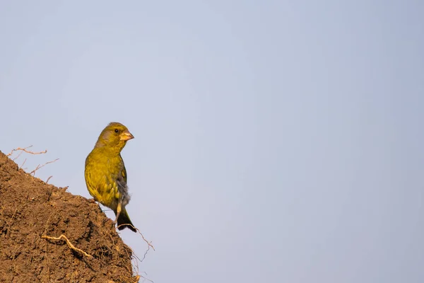 Chardonneret Vert Carduelis Chloris Oiseau Dans Nature Sauvage — Photo