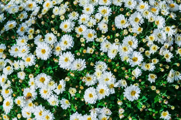 Blumiger Hintergrund Mit Weißer Kamille Heilpflanze Blume Hintergrund — Stockfoto