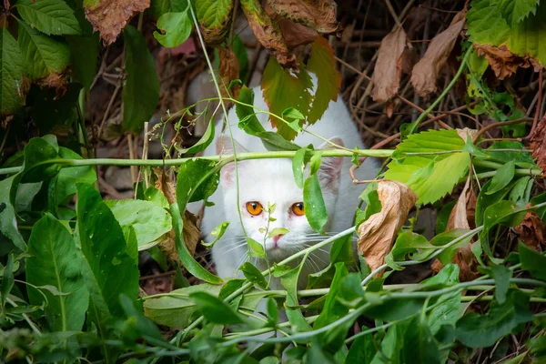 Witte Kat Gluren Door Het Kreupelhout Hinderlaag Voor Jacht — Stockfoto