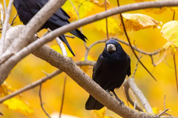 Hermoso Cuervo Negro Sentado Rama Parque Otoño — Foto de Stock