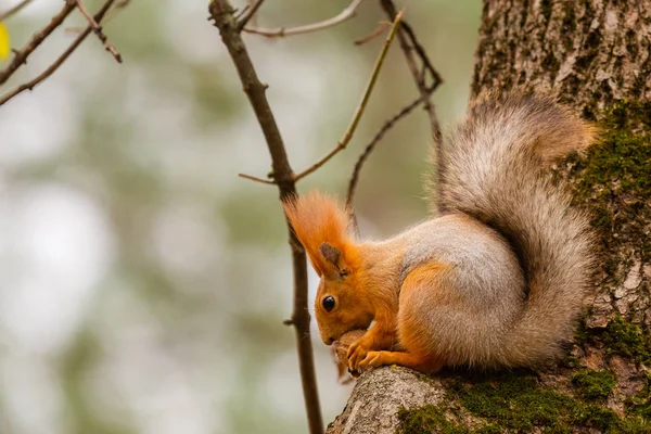 Esquilo Selvagem Capturado Dia Ensolarado Frio Outono Esquilo Bonito Engraçado — Fotografia de Stock