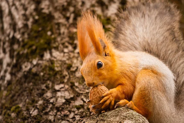 Una Ardilla Salvaje Capturada Frío Día Soleado Otoño Divertida Ardilla — Foto de Stock