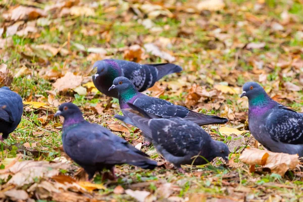 Pigeons Pick Crumbs Grass Yellow Fallen Leaves Autumn Day Park — Stock Photo, Image