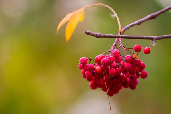 Eberesche Auf Einem Ast Eberesche Vogelbeeren Auf Vogelbeeren Sorbus Aucuparia — Stockfoto