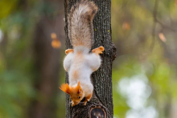 Uno Scoiattolo Selvatico Catturato Una Fredda Giornata Sole Autunnale Divertente — Foto Stock