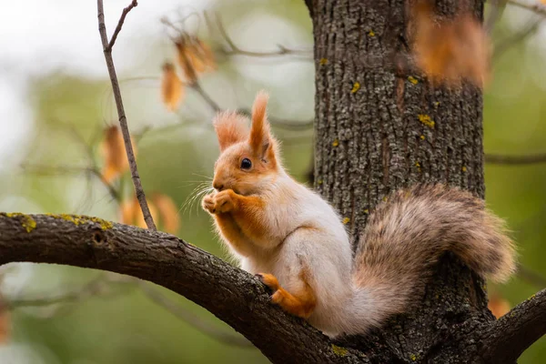 Esquilo Selvagem Capturado Dia Ensolarado Frio Outono Esquilo Bonito Engraçado — Fotografia de Stock