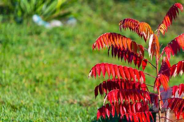 Kırmızı Parlak Güneş Işığı Üzerinde Sonbahar Yaprakları Sonbahar Arka Plan — Stok fotoğraf