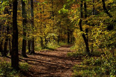 Sonbahar ormana yolu. Bir parkta yürüyüş
