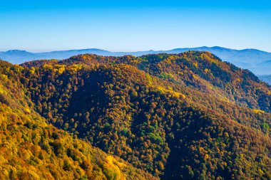 Sonbaharda dağ ormanlarında ağaçların olduğu manzaralı bir yer..