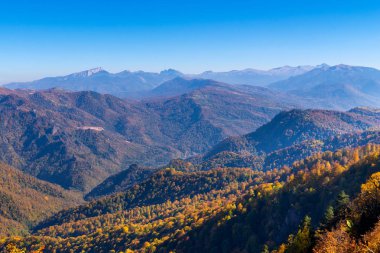 Sonbaharda dağ ormanlarında ağaçların olduğu manzaralı bir yer..