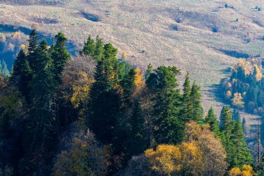 Sonbaharda dağ ormanlarında ağaçların olduğu manzaralı bir yer..