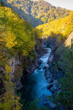 Dağ nehri ve ormanla sonbahar manzarası. Rusya, Kafkasya, Adygea