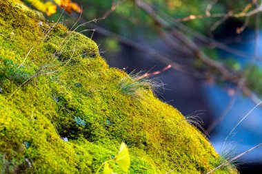 Yosun kaplı taş. Güzel yosun ve liken kaplı taş. Parlak yeşil yosun arkaplanı doğada şekillenmiş. Seçici odak.