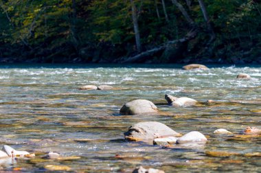 Güzel dağ nehri olan manzaralı bir yer. Dağ ormanlarında sonbahar. Güneşli bir gün.