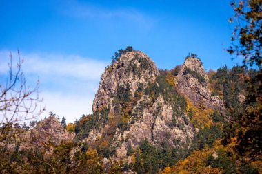 Sonbahar ormanı, güneşli bir günde dağda bir sürü ağaç. Rusya, Adygea