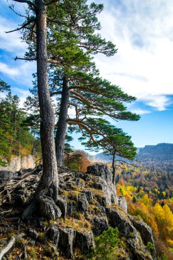 Sonbaharda dağ ormanlarında ağaçların olduğu manzaralı bir yer..