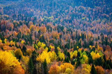Sonbaharda dağ ormanlarında ağaçların olduğu manzaralı bir yer..
