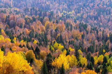 Sonbaharda dağ ormanlarında ağaçların olduğu manzaralı bir yer..