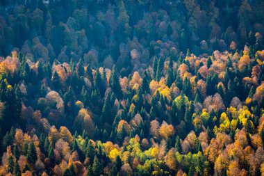 Sonbaharda dağ ormanlarında ağaçların olduğu manzaralı bir yer..