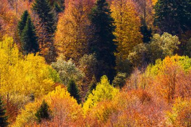 Sonbaharda dağ ormanlarında ağaçların olduğu manzaralı bir yer..