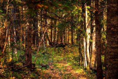 Güzel bir sonbahar manzarası ve sıcacık güneş ışığı olan manzaralı bir orman..