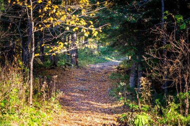 Sonbahar ağaçlarının arasındaki bir orman yolunun manzarası..