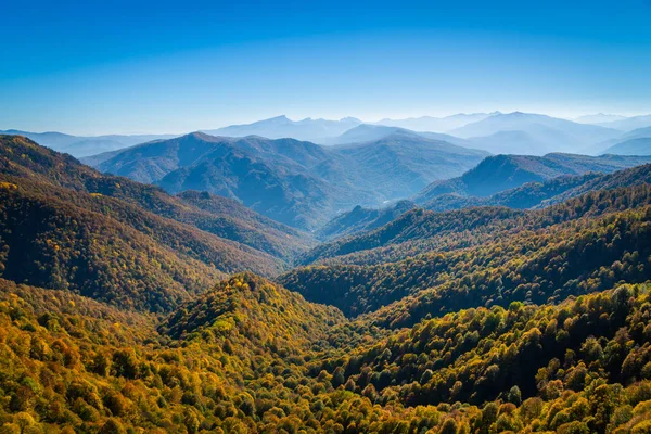 Malowniczy Krajobraz Drzewami Lesie Górskim Jesienią — Zdjęcie stockowe