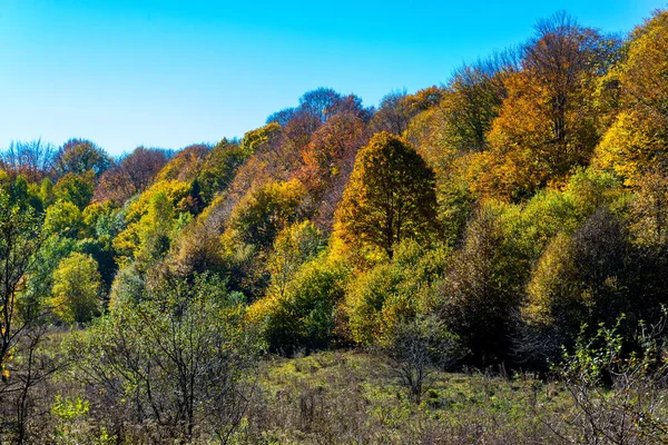 Paesaggio Paesaggistico Con Alberi Nella Foresta Montagna Autunno — Foto Stock